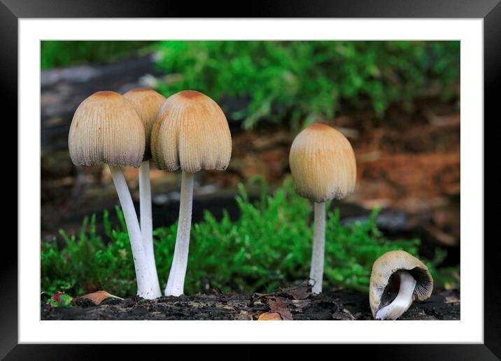 Mica Cap Mushrooms Framed Mounted Print by Arterra 