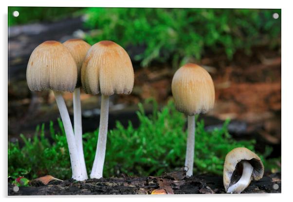 Mica Cap Mushrooms Acrylic by Arterra 