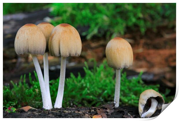 Mica Cap Mushrooms Print by Arterra 