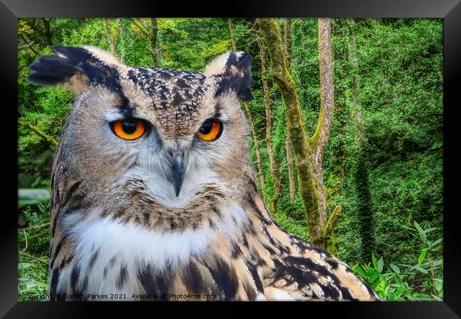 Eagle Owl (Bubo bubo) Framed Print by Gareth Parkes