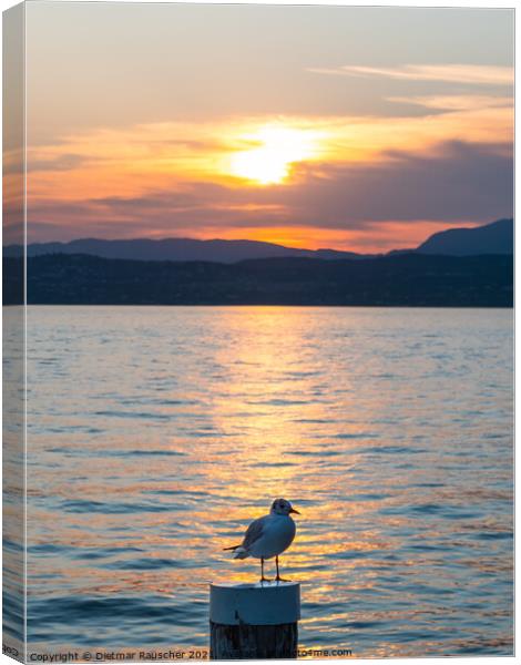 Lake Garda Sunset with Black Headed Gull Canvas Print by Dietmar Rauscher
