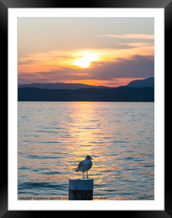 Lake Garda Sunset with Black Headed Gull Framed Mounted Print by Dietmar Rauscher
