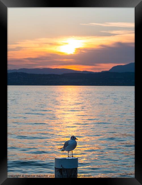 Lake Garda Sunset with Black Headed Gull Framed Print by Dietmar Rauscher