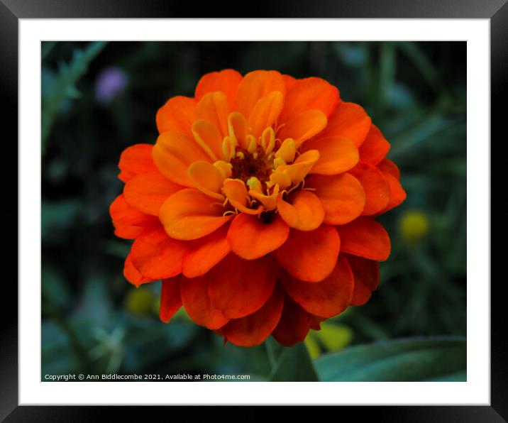 Orange flower Framed Mounted Print by Ann Biddlecombe