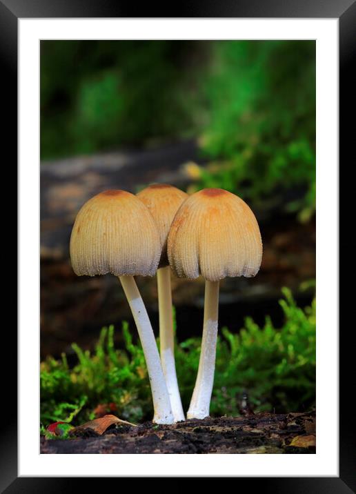 Glistening Inky Cap Fungi Framed Mounted Print by Arterra 