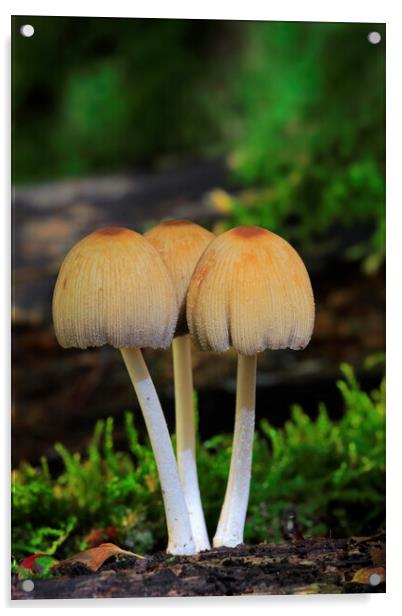 Glistening Inky Cap Fungi Acrylic by Arterra 