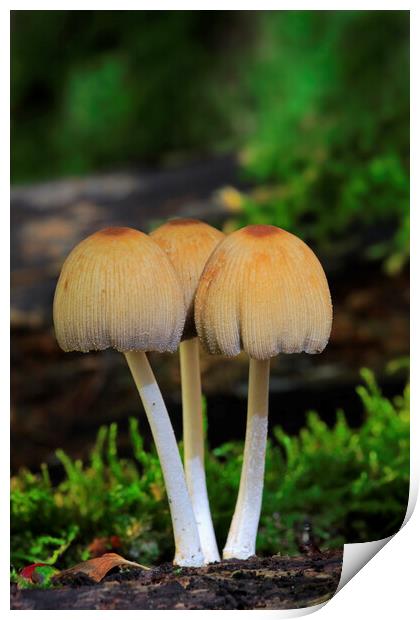 Glistening Inky Cap Fungi Print by Arterra 