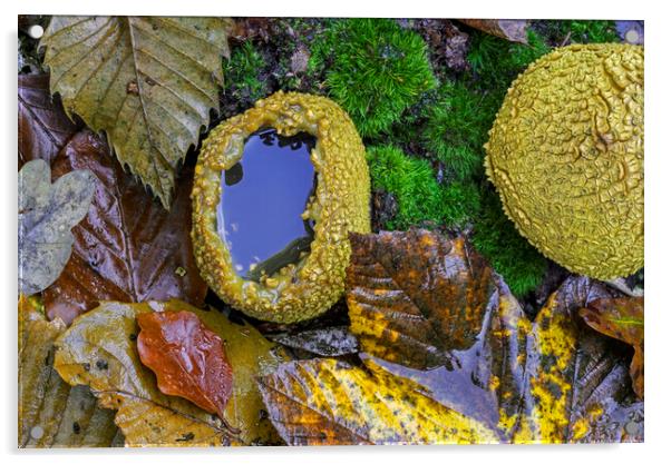 Common Earthball Fungi Acrylic by Arterra 