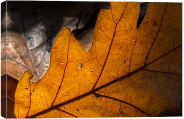 Sunlit Fallen Oak Leaf on the Forest Floor Canvas Print by Arterra 