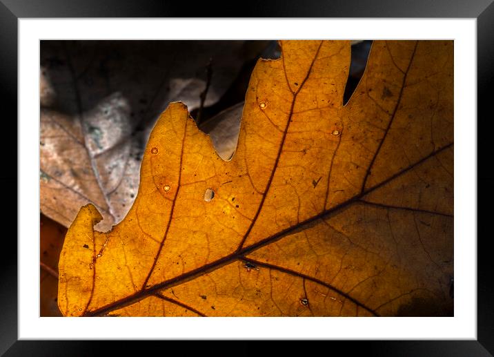 Sunlit Fallen Oak Leaf on the Forest Floor Framed Mounted Print by Arterra 