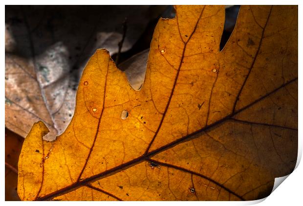 Sunlit Fallen Oak Leaf on the Forest Floor Print by Arterra 