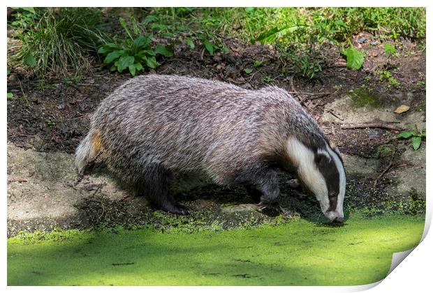 Badger Drinking from Pond Print by Arterra 