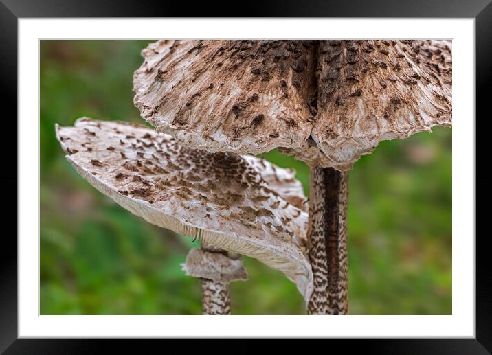 Two Parasol Mushrooms Framed Mounted Print by Arterra 