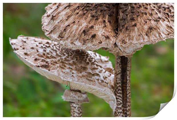 Two Parasol Mushrooms Print by Arterra 
