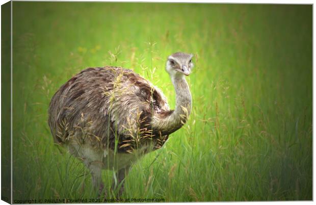 An Ostrich bird standing on top of a grass covered field Canvas Print by PAULINE Crawford