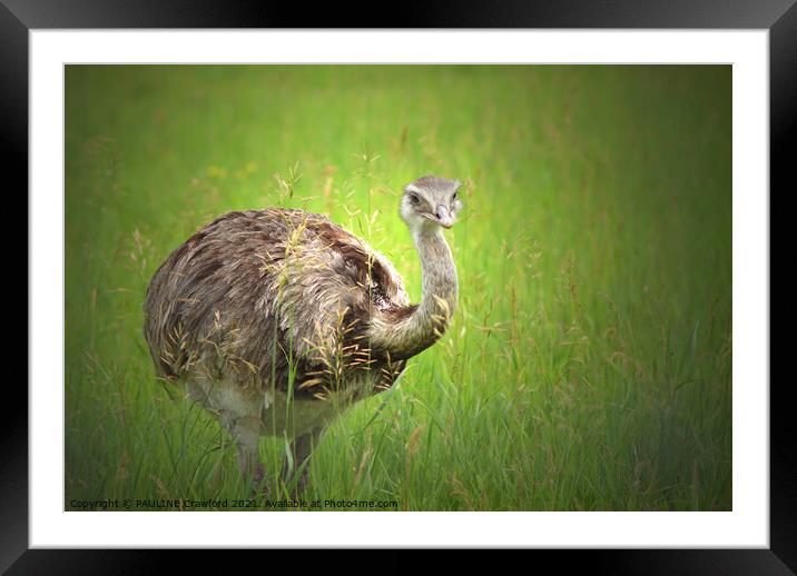 An Ostrich bird standing on top of a grass covered field Framed Mounted Print by PAULINE Crawford