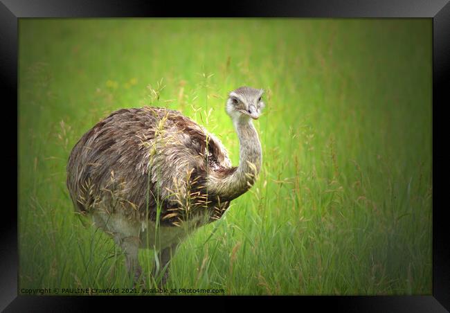 An Ostrich bird standing on top of a grass covered field Framed Print by PAULINE Crawford