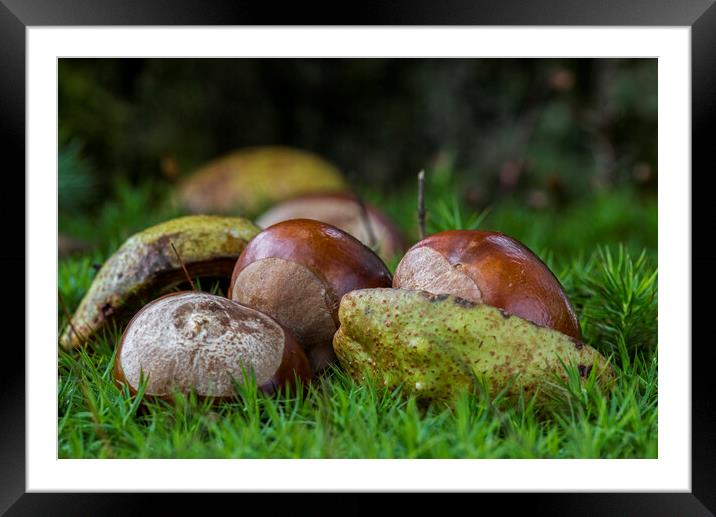 Fallen Horse-Chestnuts Framed Mounted Print by Arterra 