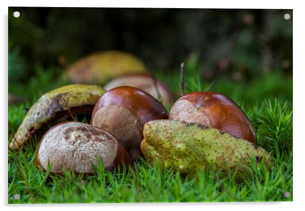 Fallen Horse-Chestnuts Acrylic by Arterra 