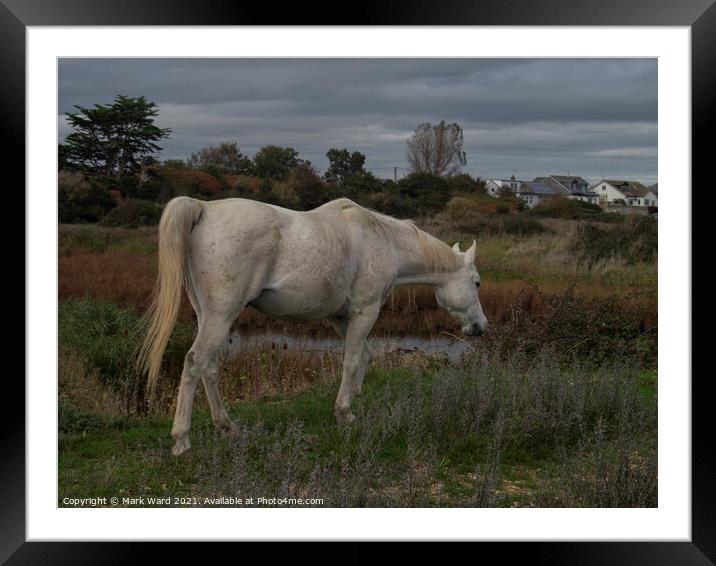 White Horse. Framed Mounted Print by Mark Ward