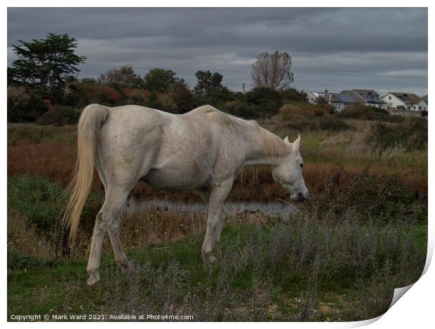 White Horse. Print by Mark Ward