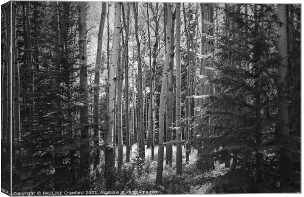 The Forest - Poplar and Birch Trees in Black and W Canvas Print by PAULINE Crawford