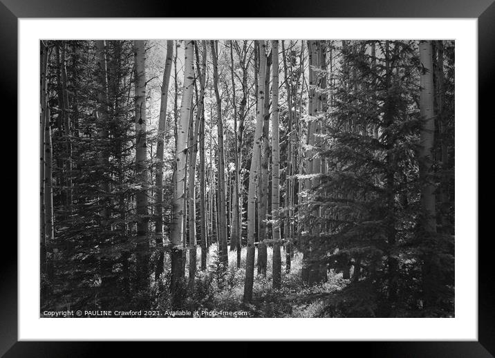 The Forest - Poplar and Birch Trees in Black and W Framed Mounted Print by PAULINE Crawford