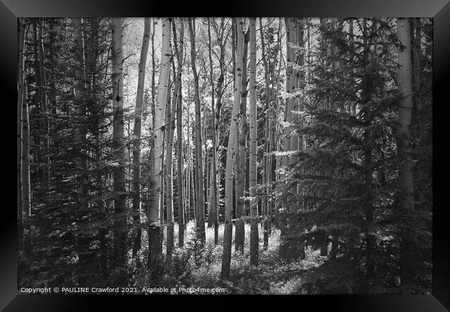 The Forest - Poplar and Birch Trees in Black and W Framed Print by PAULINE Crawford