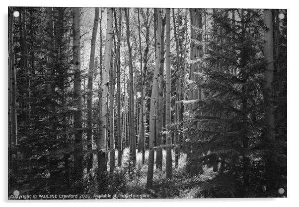 The Forest - Poplar and Birch Trees in Black and W Acrylic by PAULINE Crawford