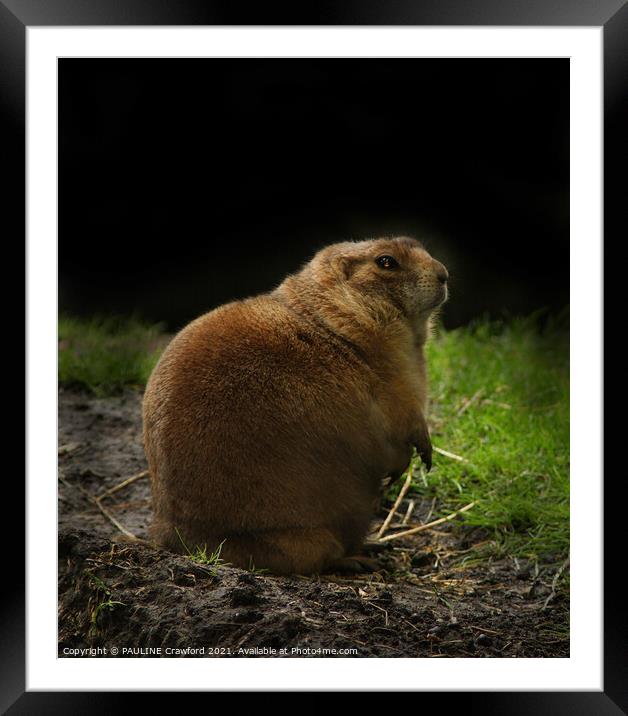 Groundhog Day Woodchuck Prairie Dog  Framed Mounted Print by PAULINE Crawford