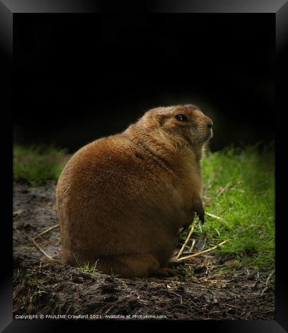 Groundhog Day Woodchuck Prairie Dog  Framed Print by PAULINE Crawford