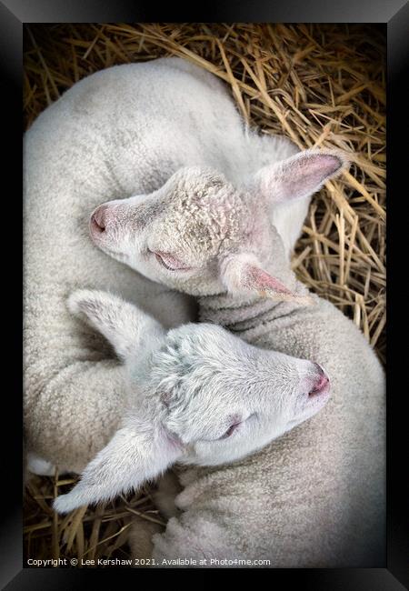 Two Lambs born together Framed Print by Lee Kershaw