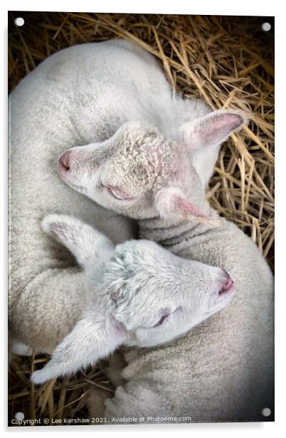 Two Lambs born together Acrylic by Lee Kershaw