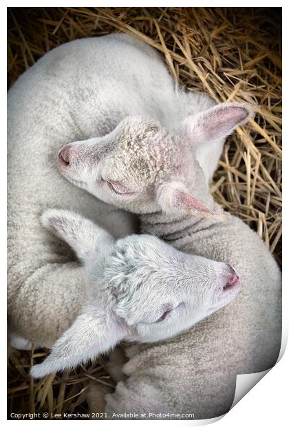Two Lambs born together Print by Lee Kershaw