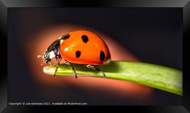 Ladybird macro Framed Print by Lee Kershaw