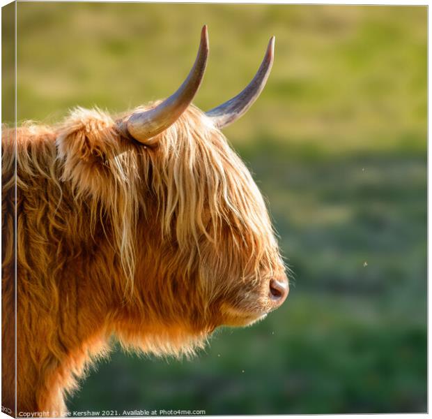 Highland cow watching a tiny fly Canvas Print by Lee Kershaw