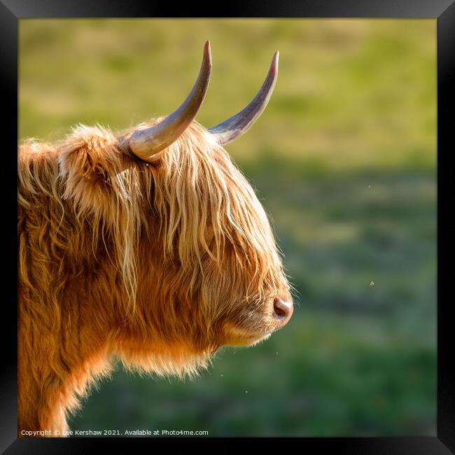 Highland cow watching a tiny fly Framed Print by Lee Kershaw