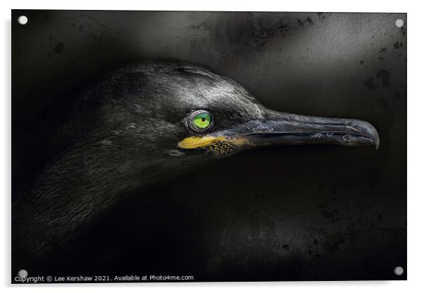 Cormorant Portrait Acrylic by Lee Kershaw