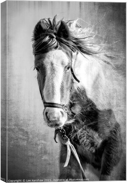 Coastal Northumbrian Horse Portrait Canvas Print by Lee Kershaw