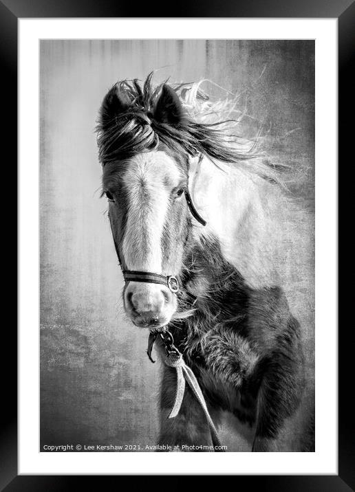Coastal Northumbrian Horse Portrait Framed Mounted Print by Lee Kershaw