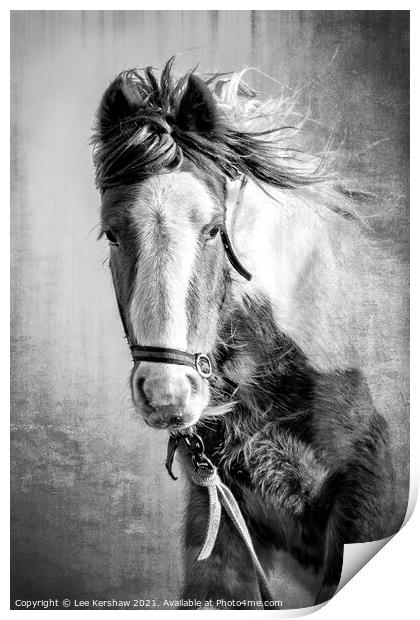 Coastal Northumbrian Horse Portrait Print by Lee Kershaw