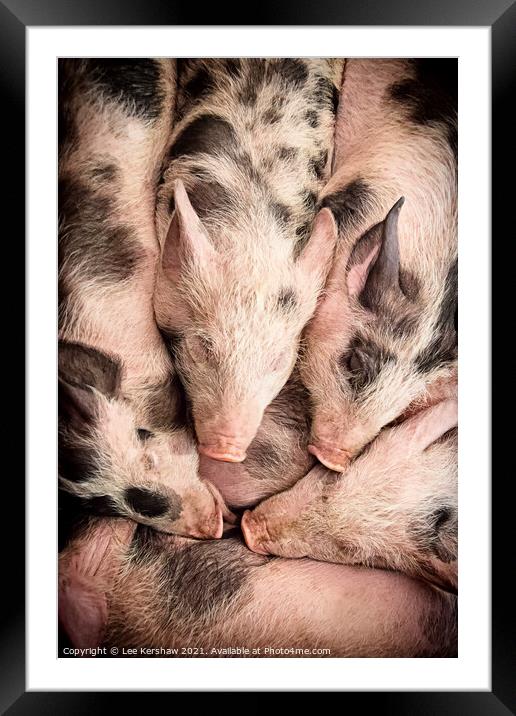Piglets lay snuggled together Framed Mounted Print by Lee Kershaw