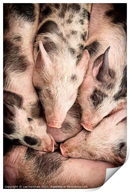 Piglets lay snuggled together Print by Lee Kershaw