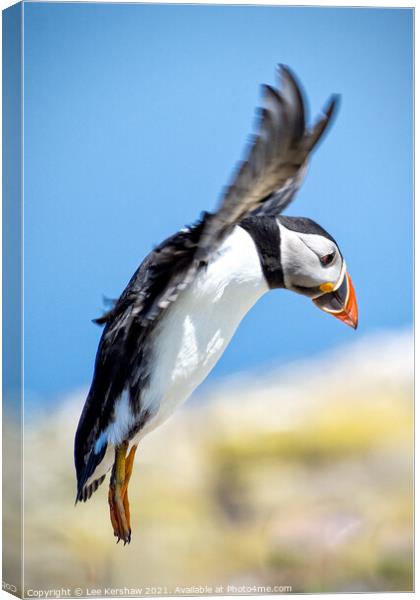 A Puffin Lands at Inner Farne Canvas Print by Lee Kershaw
