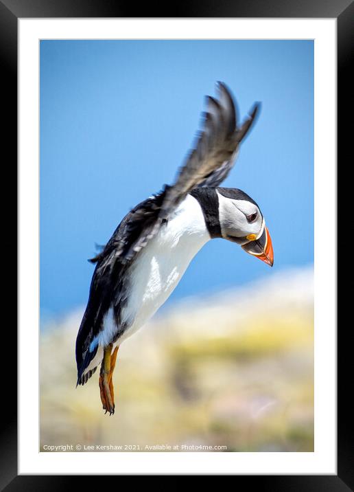 A Puffin Lands at Inner Farne Framed Mounted Print by Lee Kershaw