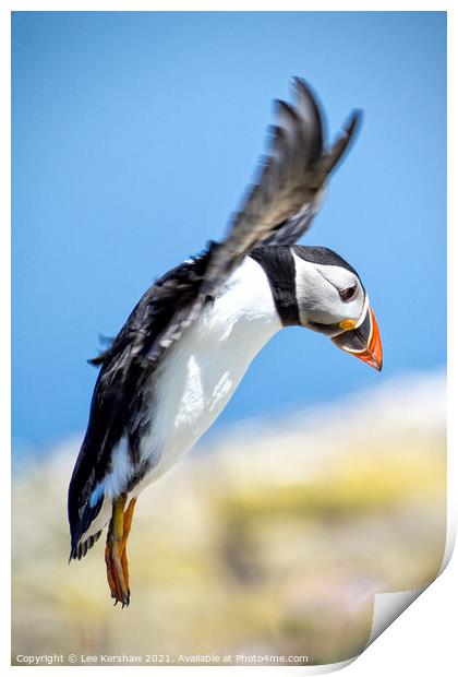 A Puffin Lands at Inner Farne Print by Lee Kershaw