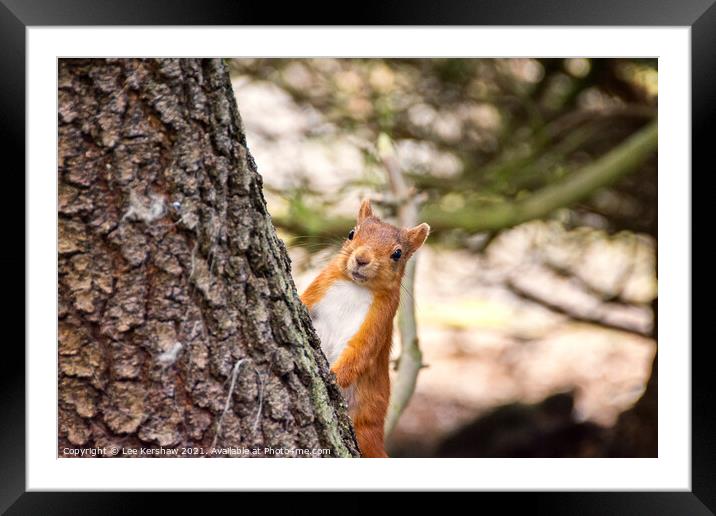 Peeping Red Squirrel Framed Mounted Print by Lee Kershaw