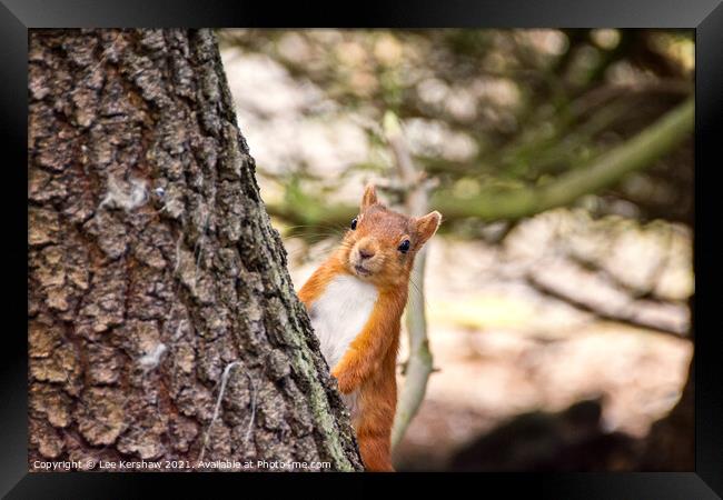 Peeping Red Squirrel Framed Print by Lee Kershaw