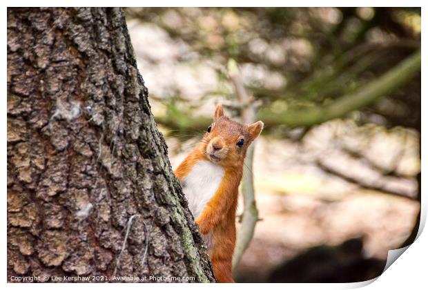 Peeping Red Squirrel Print by Lee Kershaw