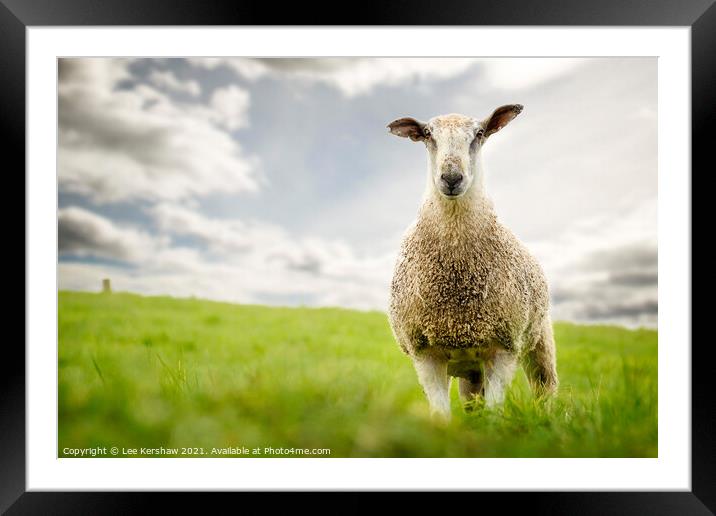 Portrait of blue faced leicester tup Framed Mounted Print by Lee Kershaw